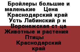 Бройлеры большие и маленькие. › Цена ­ 80 - Краснодарский край, Усть-Лабинский р-н, Воронежская ст-ца Животные и растения » Птицы   . Краснодарский край